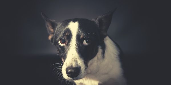 Managing Dog Anxiety Effective Treatments Medication Supplements